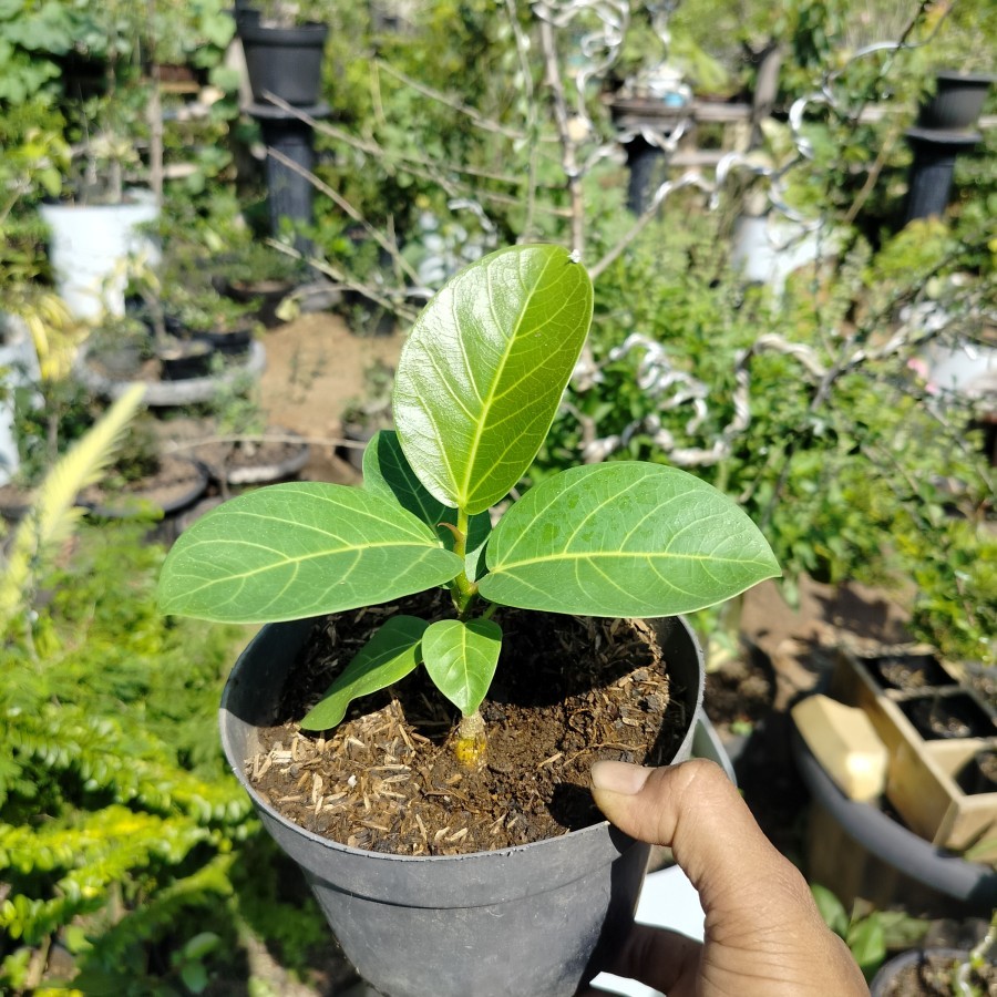 BIBIT BONSAI IMPORT TANAMAN HIAS IMPORT Ficus Benghalensis Audrey seedling import bagus unik langka