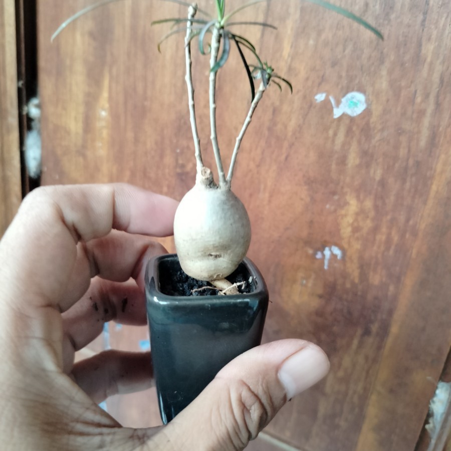 BIBIT BONSAI IMPORT Euphorbia Hedyotoides Caudex kayak telur