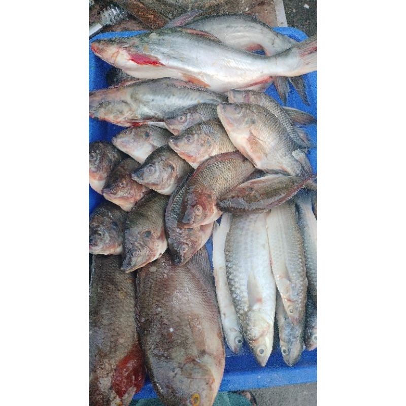 

Ikan Mujaer, Gurami & Patin