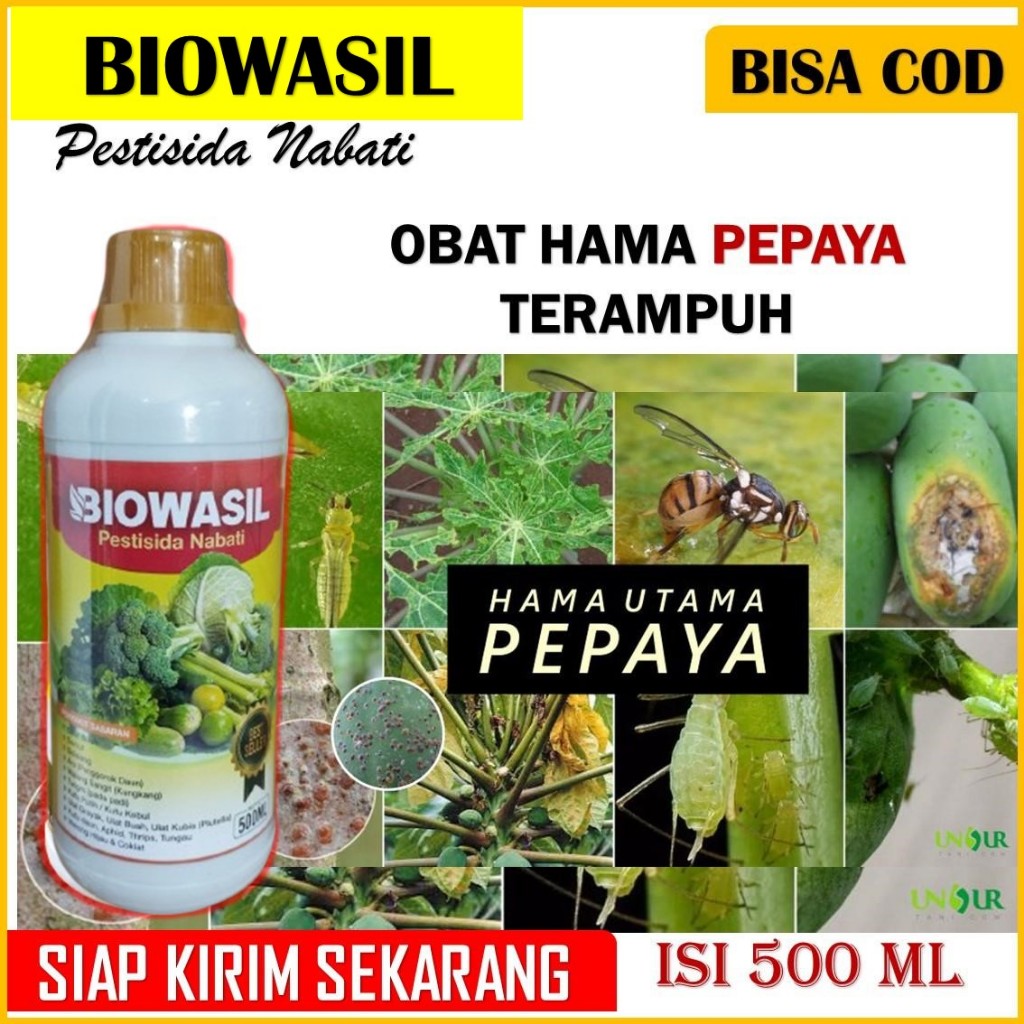 PALING LARIS PUPUK BIOWASIL pestisida nabati untuk pepaya - obat hama tanaman pepaya terbaik – obat 