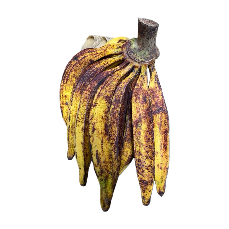 

PISANG TANDUK