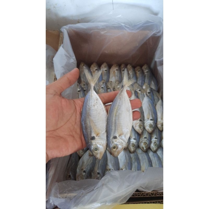 

Ikan Asin Selar/500gr/1kg