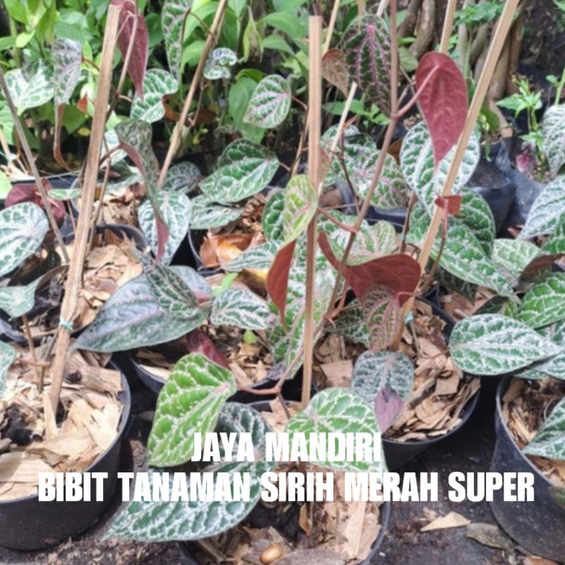 BIBIT SIRIH MERAH SUPER (DAUN SIRIH MERAH)