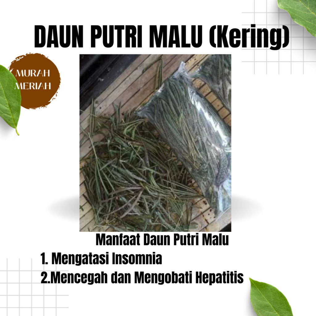 

Daun Putri Malu Kering 50gr Jamu Herbal untuk kesehatan
