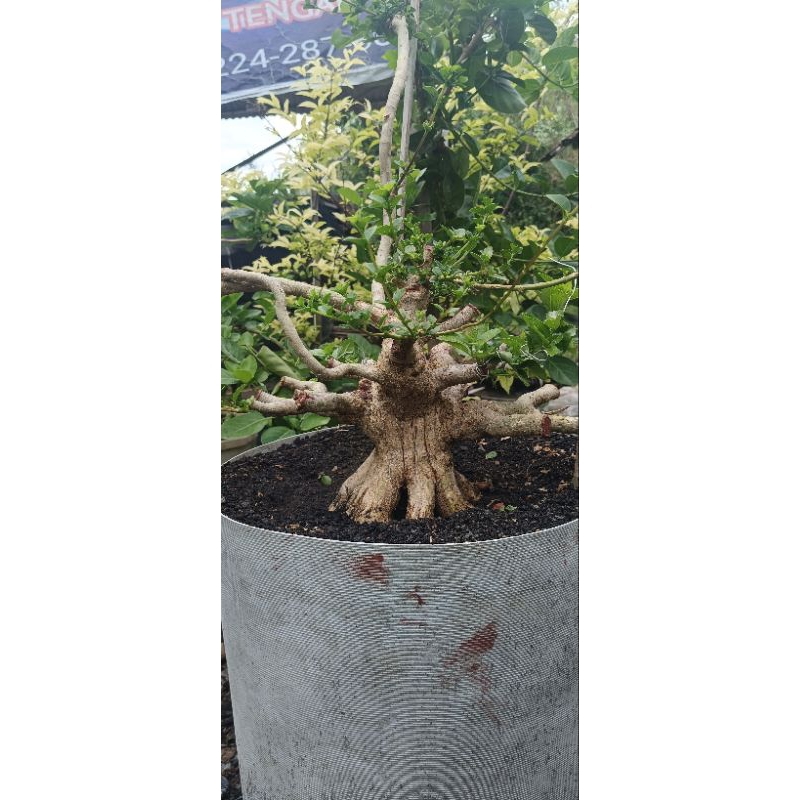 Bonsai Sancang prokar prospek