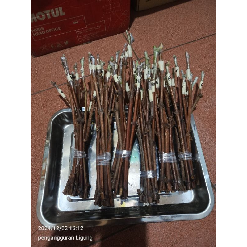 

CUTTING GRAFTING ANGGUR IMPORT