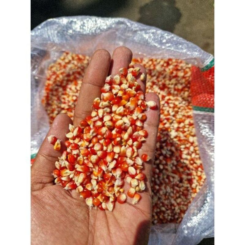 JAGUNG KRISTAL JAGUNG GOTER PAKAN BURUNG PAKAN AYAM 10KG JAGUNG KECIL