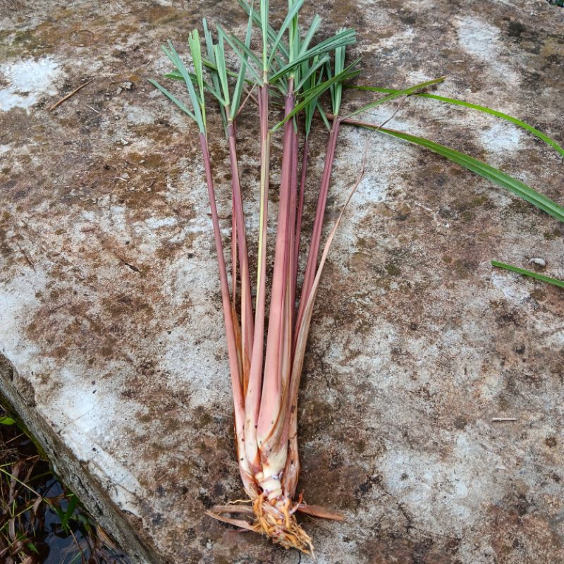 

serai merah / serai wangi 3 tangkai