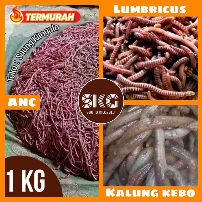 Cacing Tanah 1Kg Cacing ANC Merah Kalung Lumbricus 1Kg