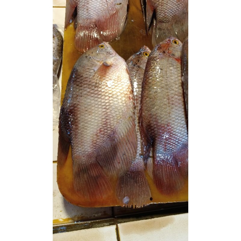 

Ikan gurame segar ukuran besar