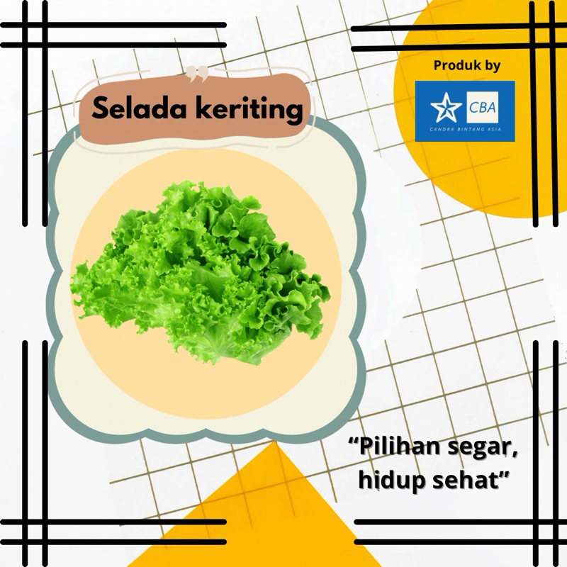 

selada keriting fresh 250gr-1kg siap kirim