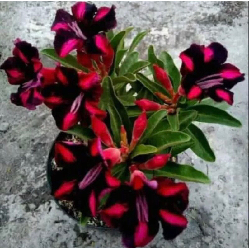 MURAH Tanaman hias adenium bunga pink hitam - bibit Tanaman hias adenium kamboja bunga tumpuk