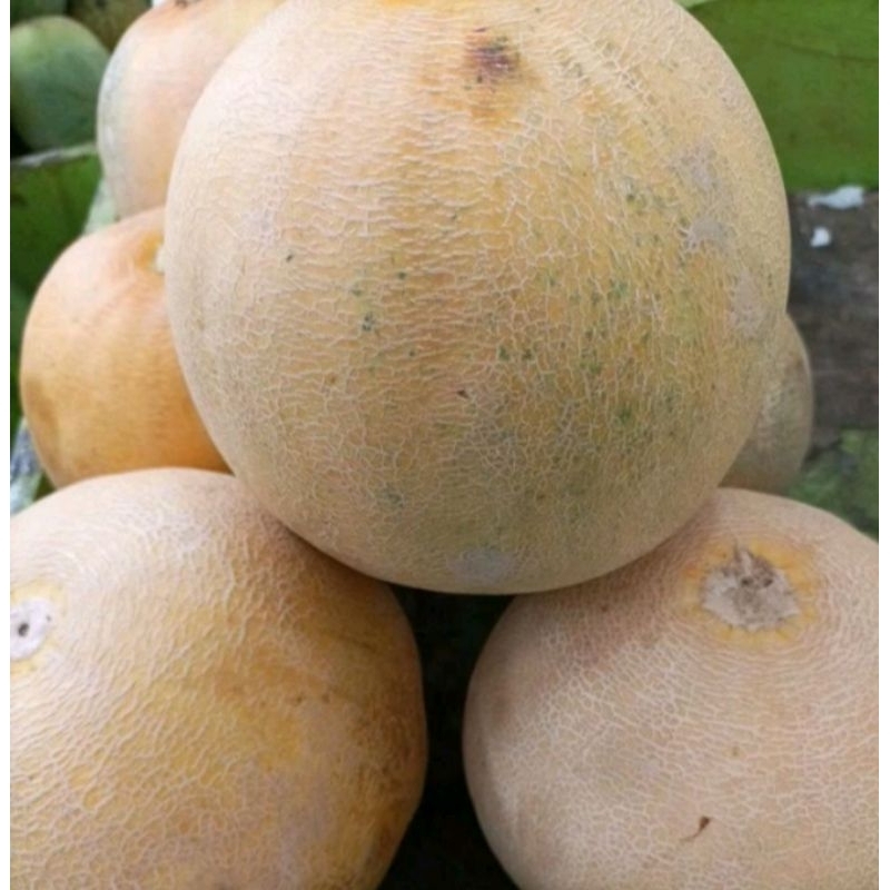 

MELON MADU 1 BIJI