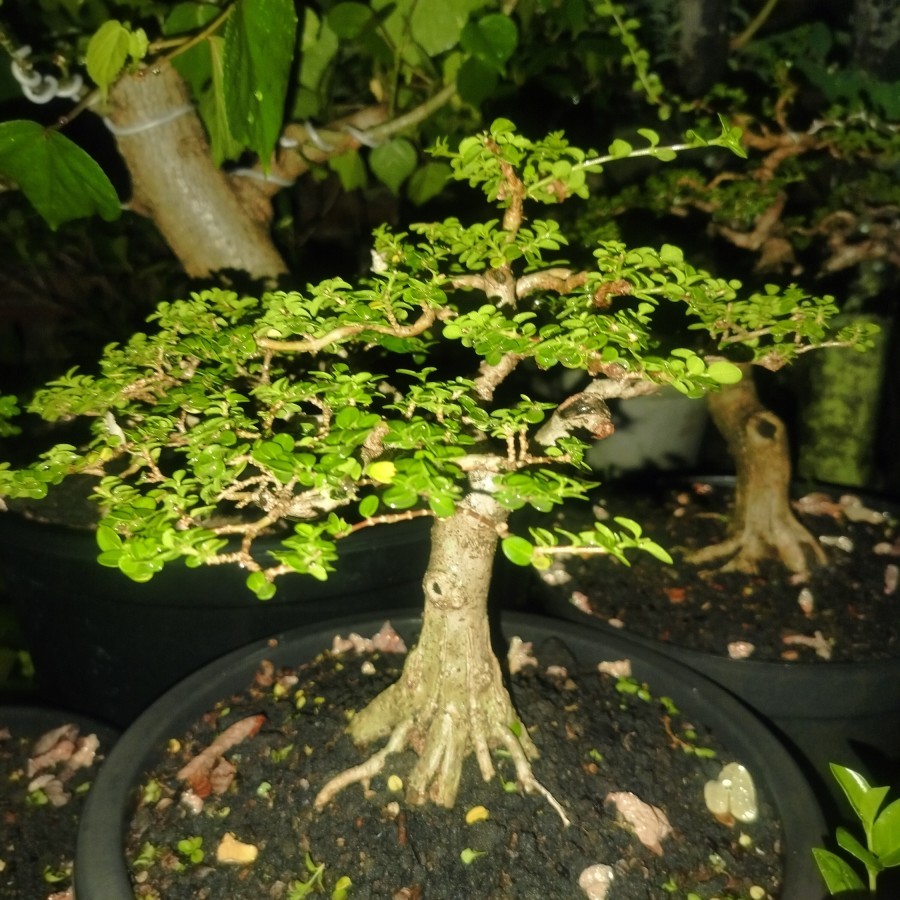 Bonsai Sancang MAME Bagus subur bonsai prospek Bonsai Cantik bonsai murah bonsai Sancang siap kontes