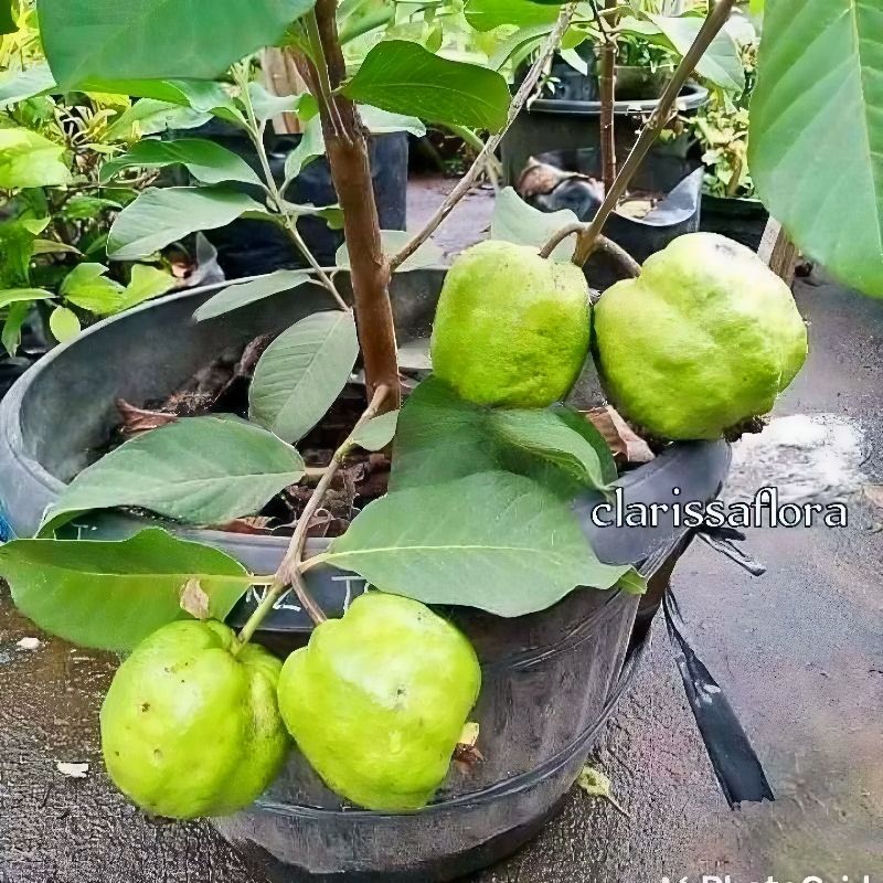 (bisa cod) pohon buah jambu kristal hasil cangkokan siap berbuah