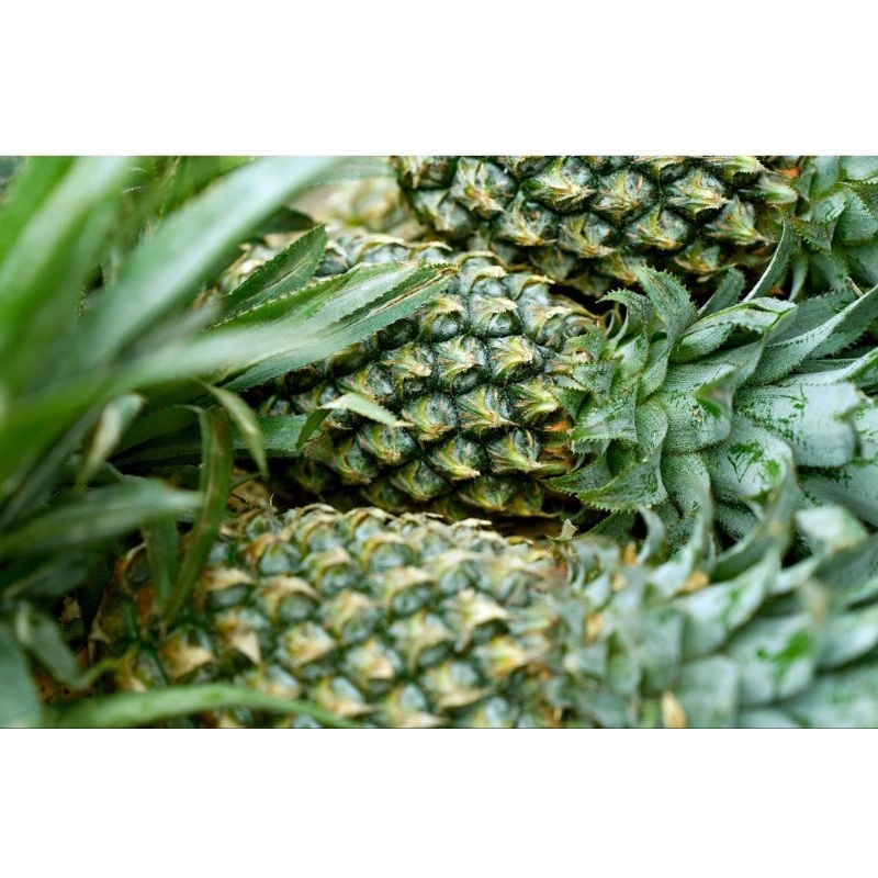 

NANAS MUDA SEGAR UKURAN JUMBO LANGSUNG PETIK