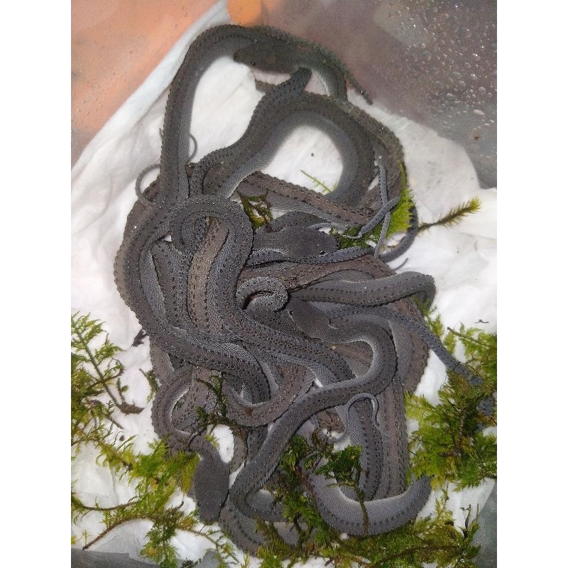 xenodermus javanicus ( dragon snake )