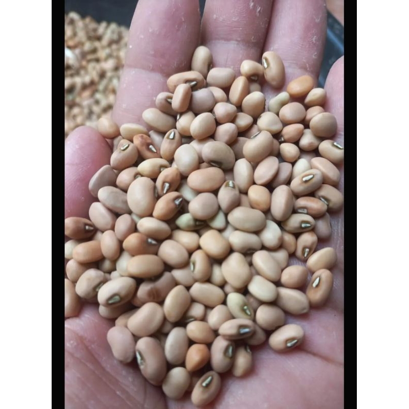 

kacang Tolo,Kacang Merah
