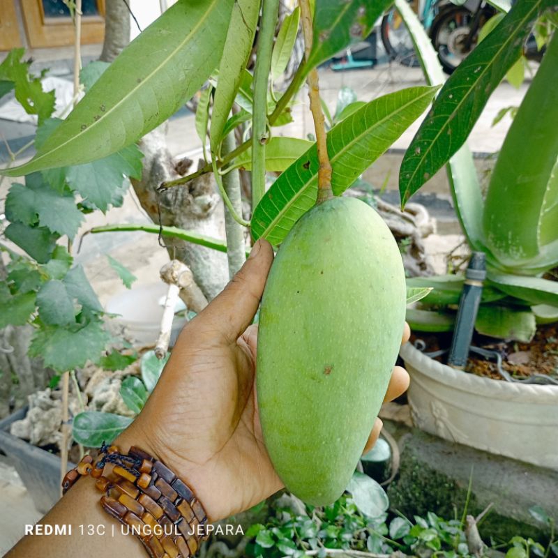 BIBIT MANGGA KIOJAY SUDAH BERBUAH