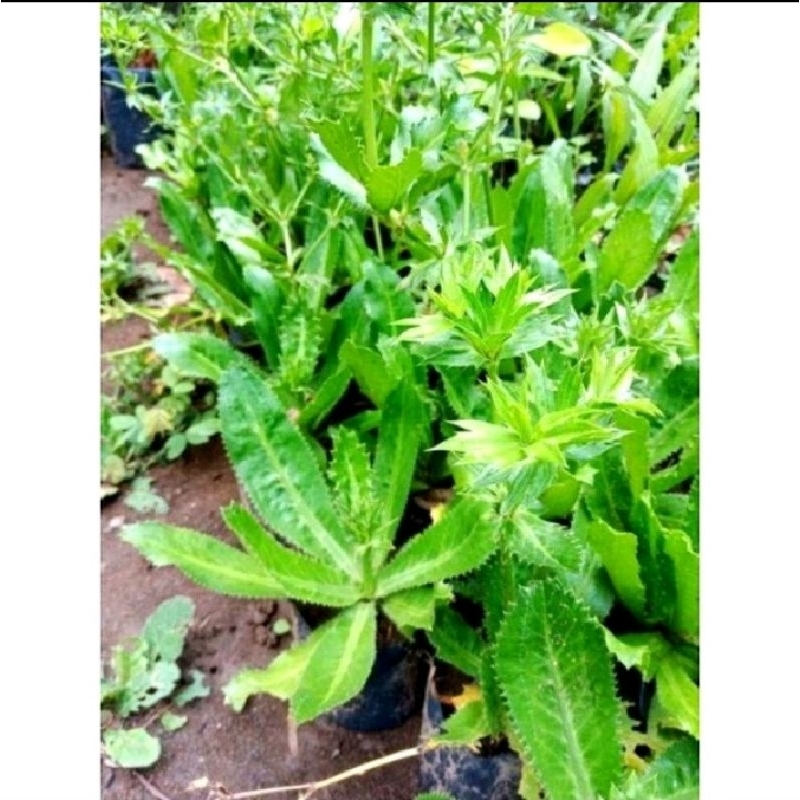 

Daun walang sengit | daun walang cina