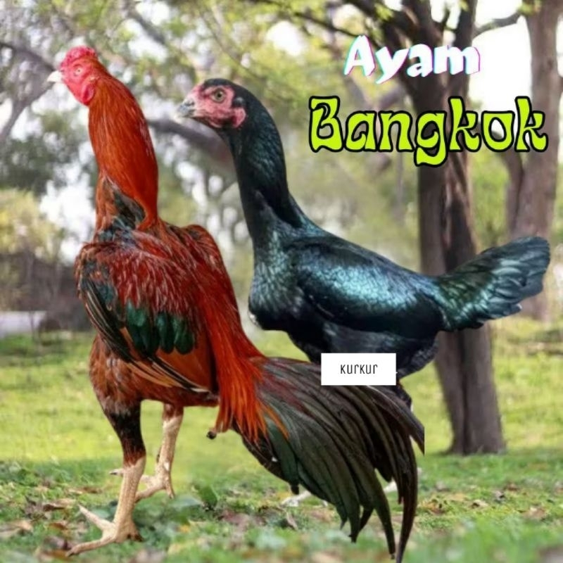 

telur ayam bangkok petarung bisa untuk di tetaskan