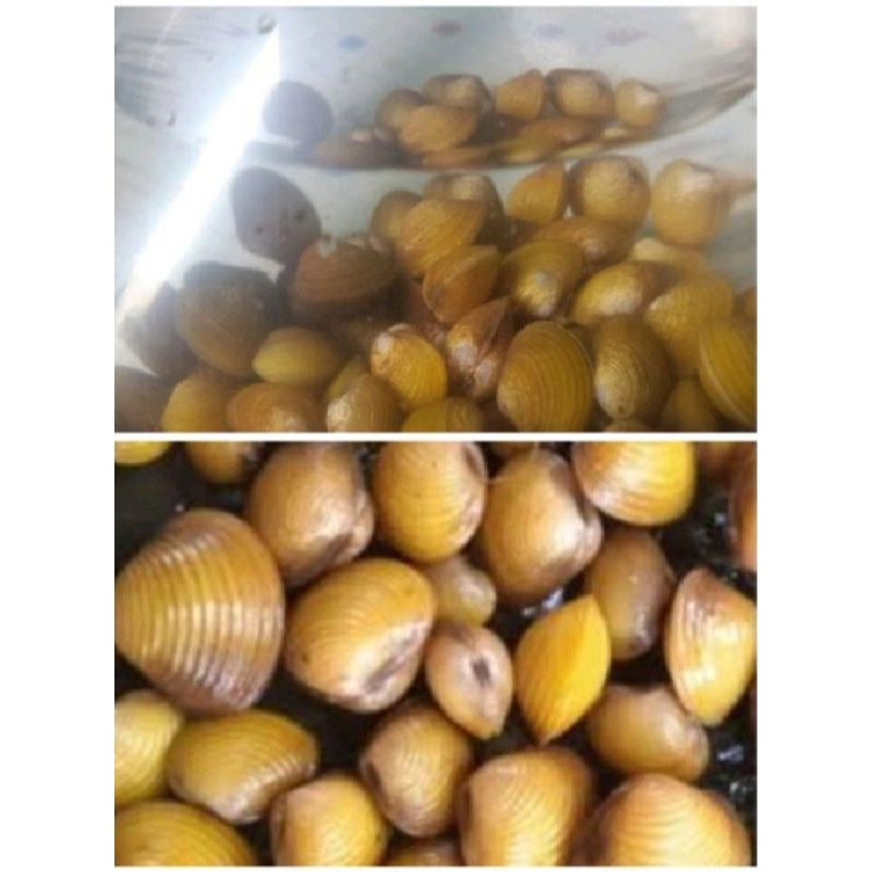 remis haremis kerang air tawar remis hidup penyembuhan liver remis hidup bergaransi uang kembali/Rem