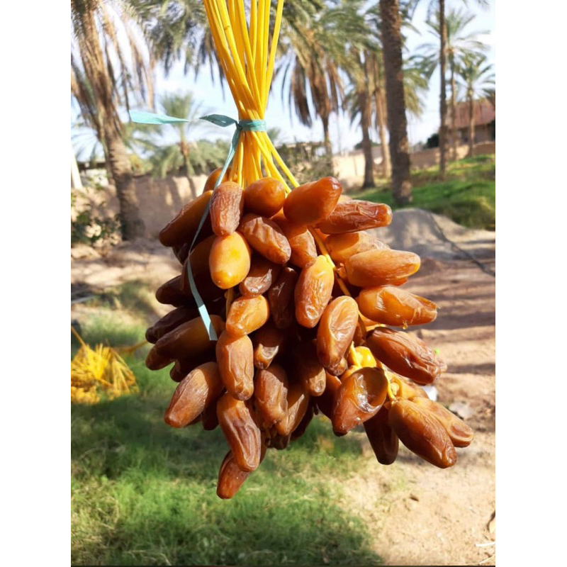 

Kurma Tunisia tangkai fress 1kg ok8!