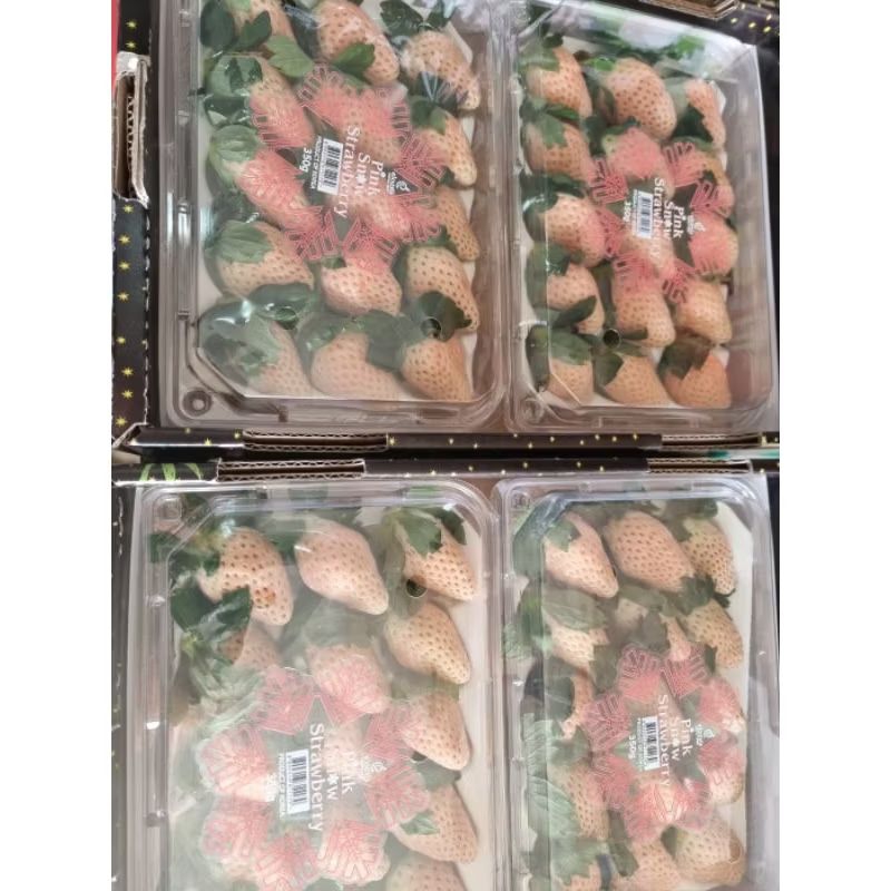 

Pinkberry Snowberry premium import korea