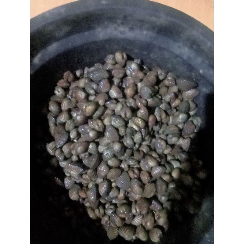 

kerang darah hidup 1 kg
