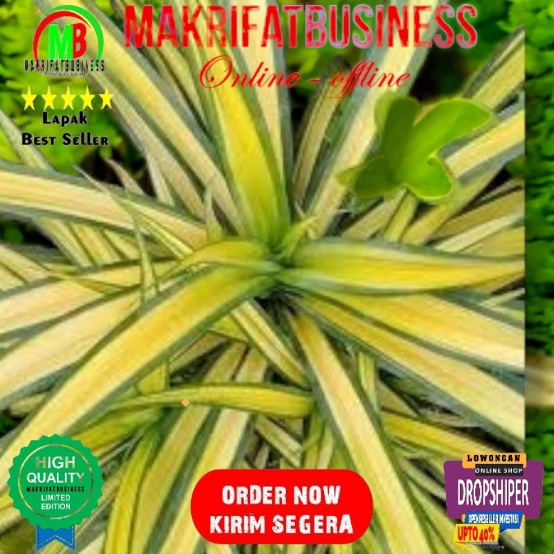 Paket 1 Pcs Remaja 35 - 40 cm  Bibit PANDAN KUNING PANDAN VARIGATA Pandan Afrika  Siap Tanaman