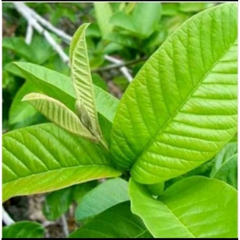 

Daun jambu biji fresh 500 gram obat herbal tradisional alami