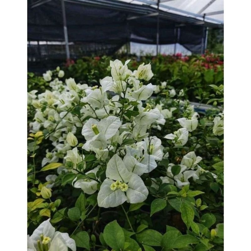 Tanaman Hias Bougenville Putih Bangkok/tisu (Ori)