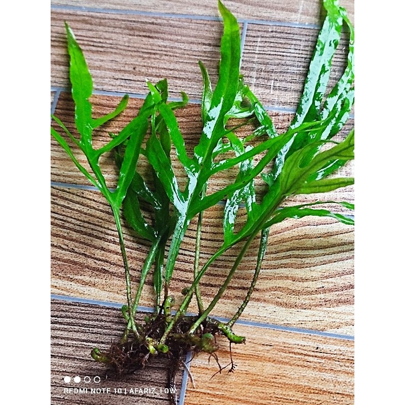 Kadaka trident/ Microsorum trident rumpun tanaman aquascape