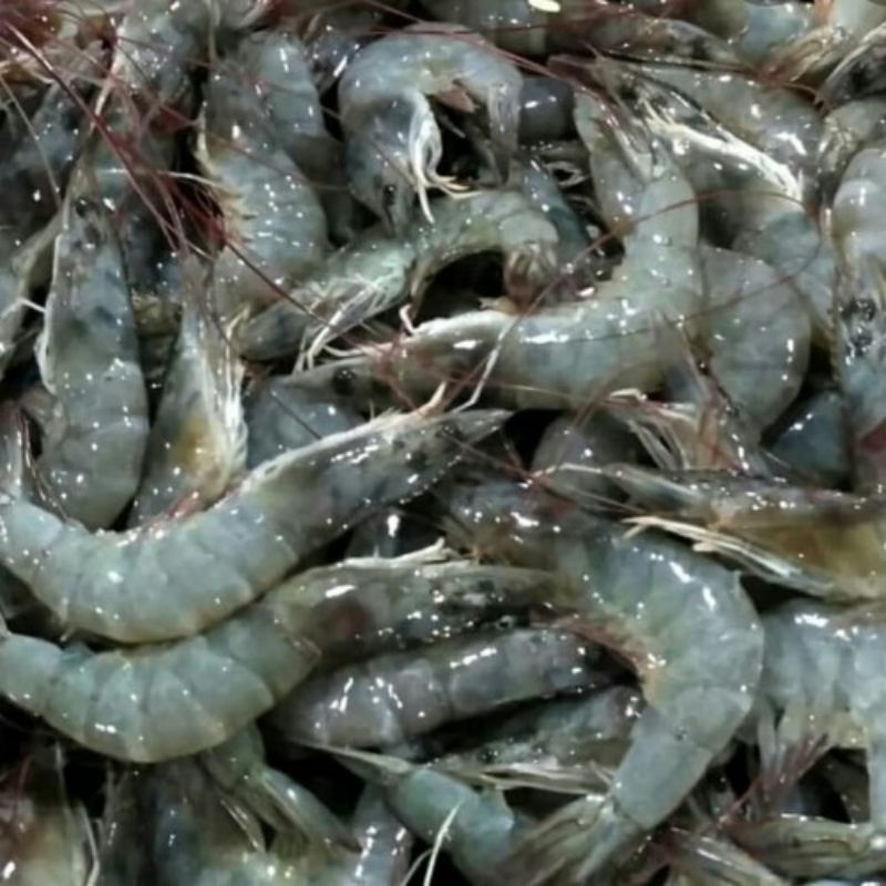 

UDANG SEGAR 200g