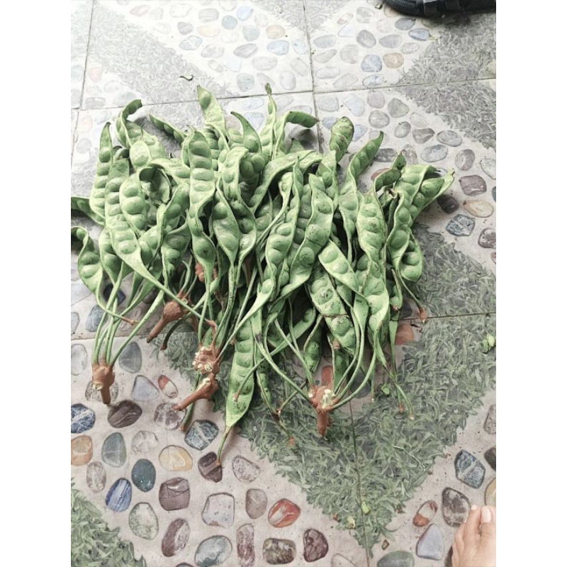 

PETAI WONOGIRI SORTIR ISI 15