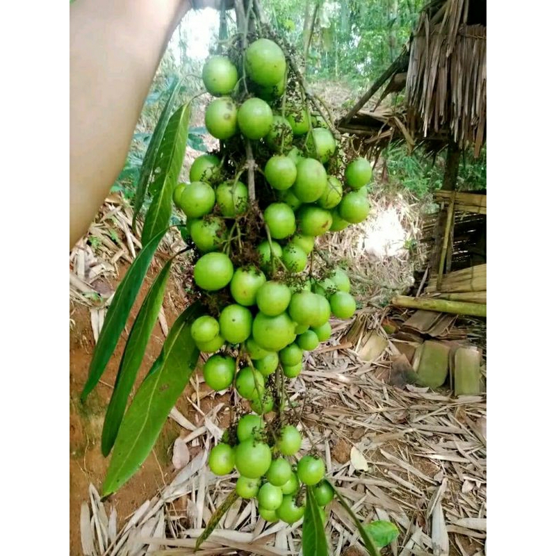 

buah gandaria jatake muda banyak manfaat 500gr