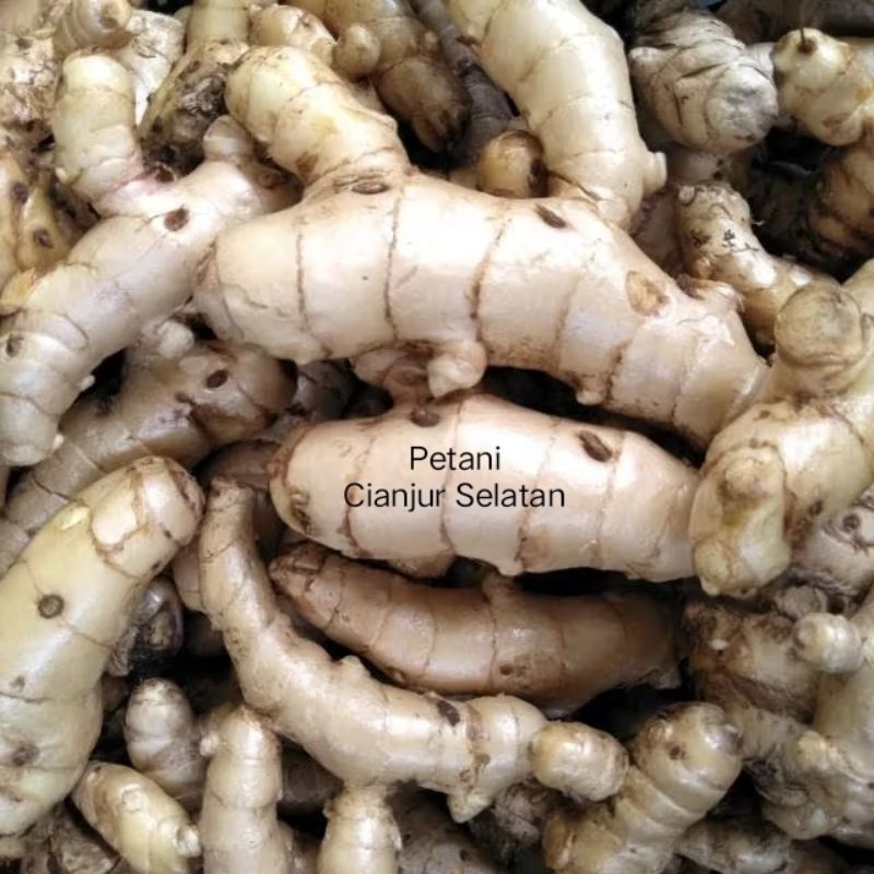 

Kunyit Putih 1kg | Koneng Bodas Segar | Herbal Alami