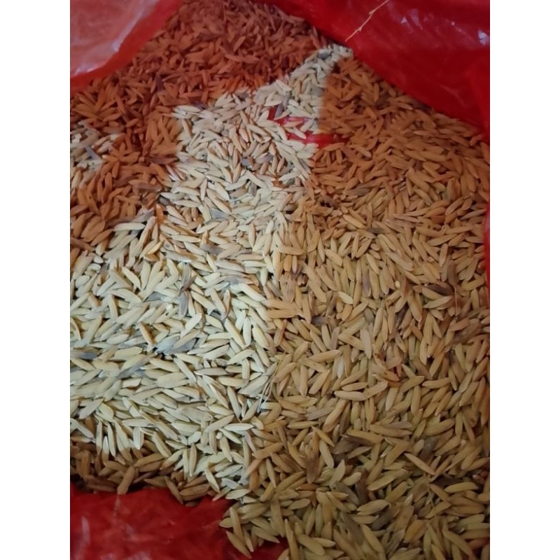 gabah super kering dan bersih