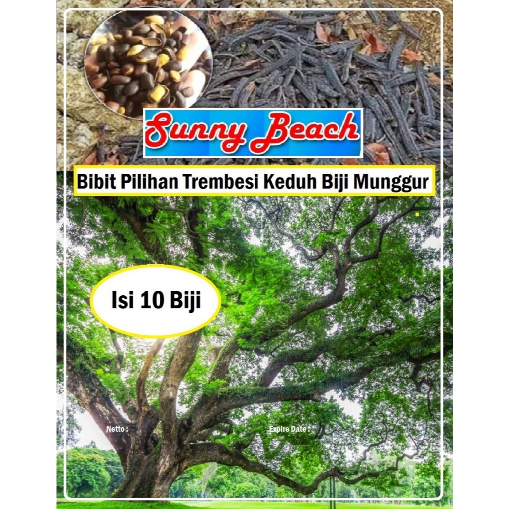 Bibit Pilihan Pohon Trembesi Keduh Biji Munggur | Benih Trembesi Trembesi Keduh Biji Munggur