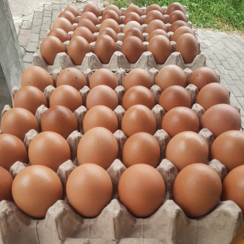 

telur ayam negeri 1kg