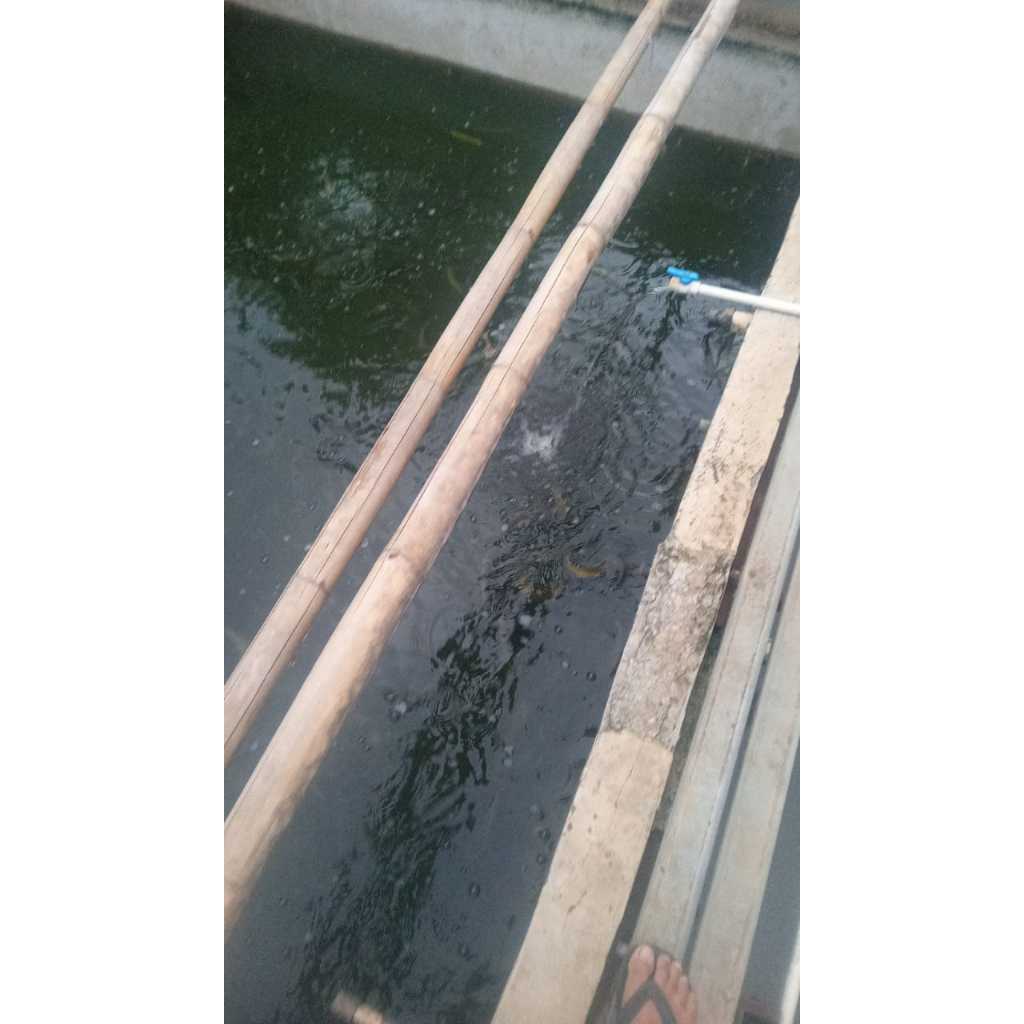 

Ikan Lele Segar 500 Gr