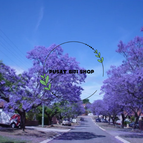 Biji Bunga Ungu Jacaranda Tree Benih Bibit Kembang Janda Randa Siap Tanam Isi 20