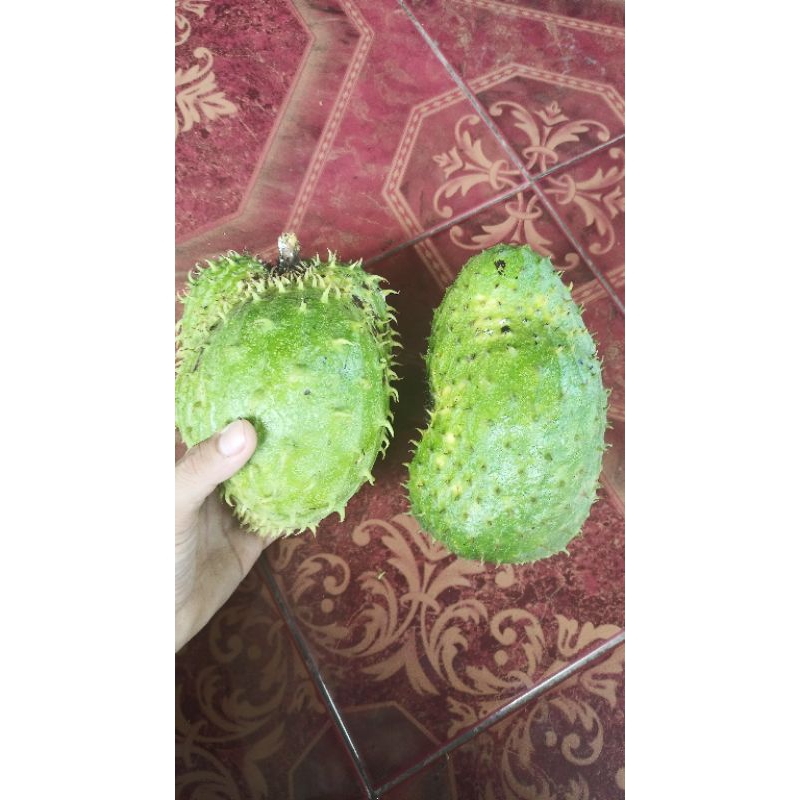 

Buah sirsak segar ukuran kecil dan besar