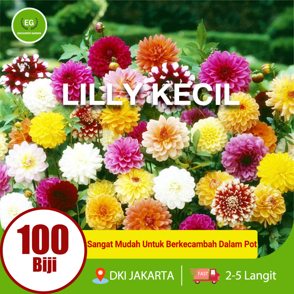 BENIH BUNGA LILY KECIL 100 SEED