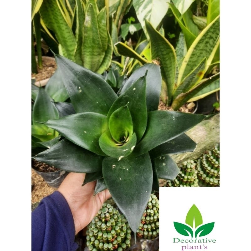 sensivera mini black dragon / lidah mertua mini