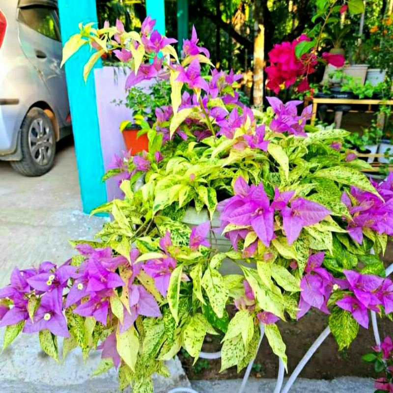 Bunga Bougenville Bangkok Varigata Ungu