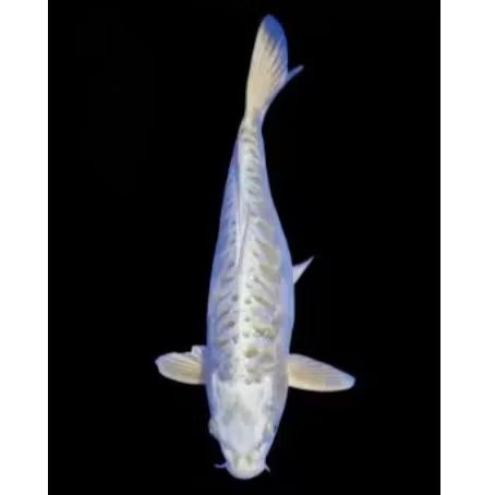 Stiker koi platinum Aragoke sisik naga 10-12cm