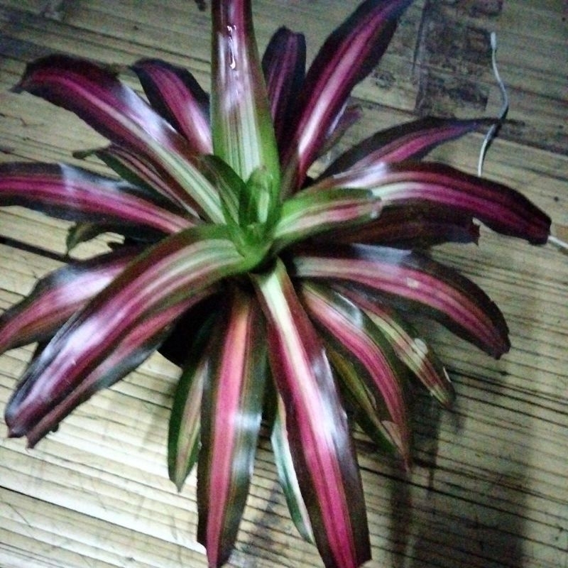 Bromelia tricolor
