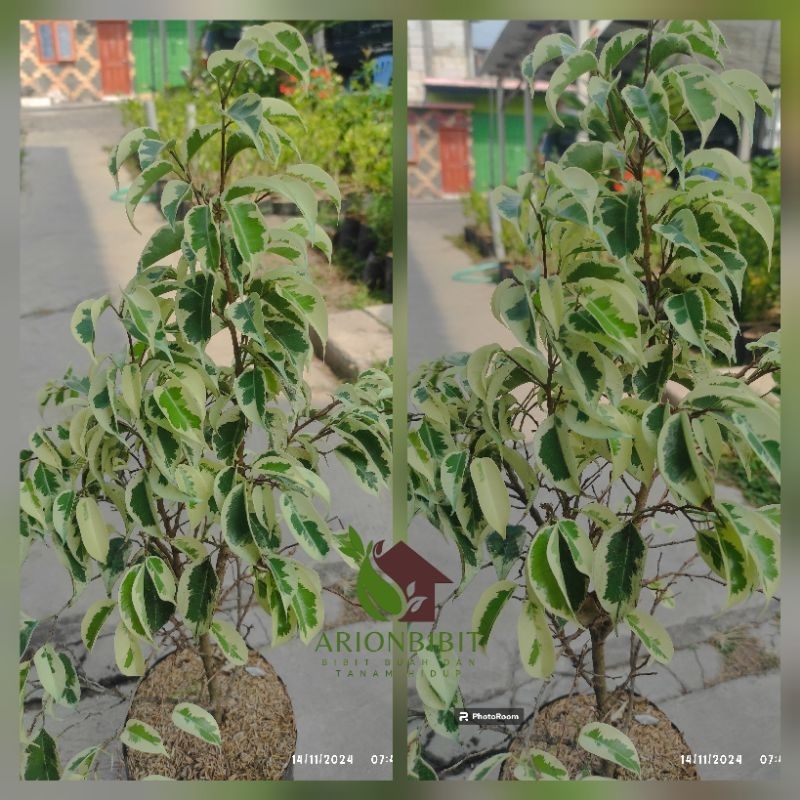 Ficus benjamina variegata atau beringin putih. Tanaman hias outdoor. bahan bonsai