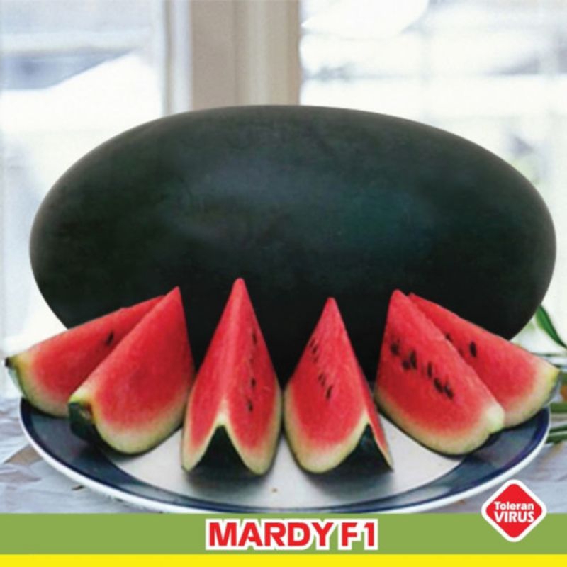 15 butir benih semangka Inul mardy